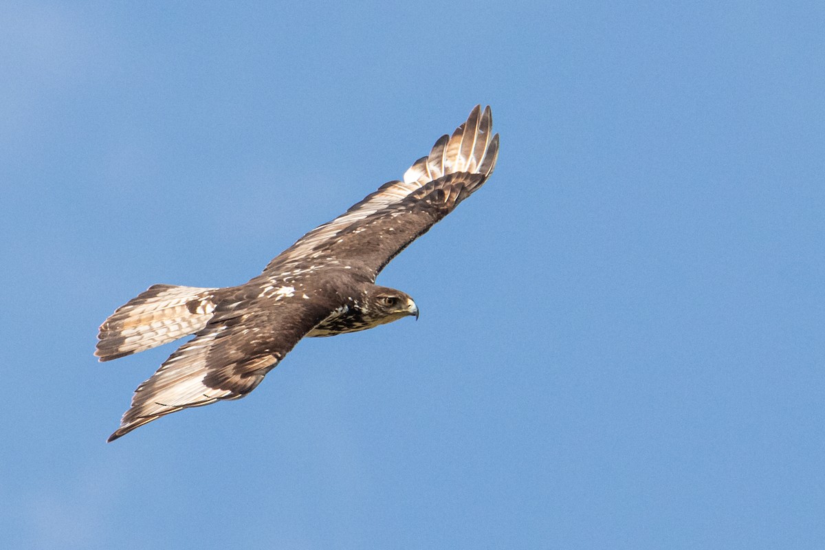 African Hawk-Eagle - ML253798141