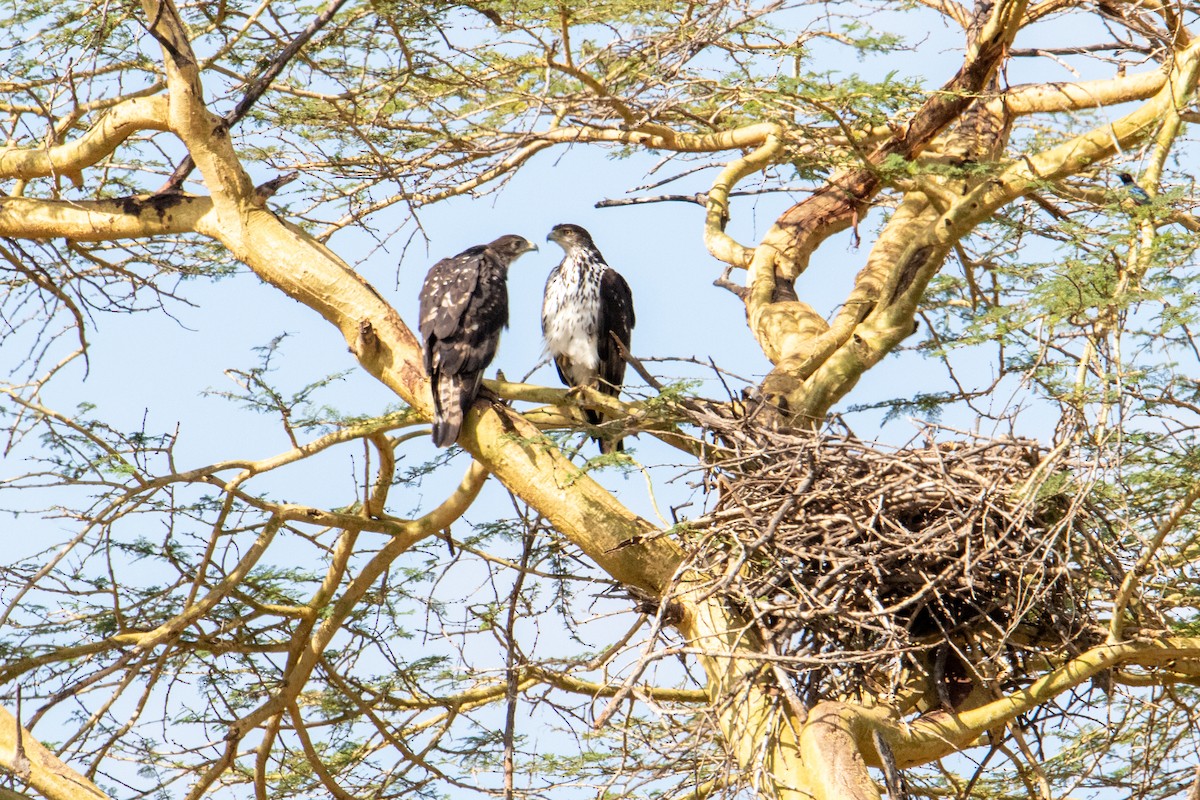 African Hawk-Eagle - ML253798181