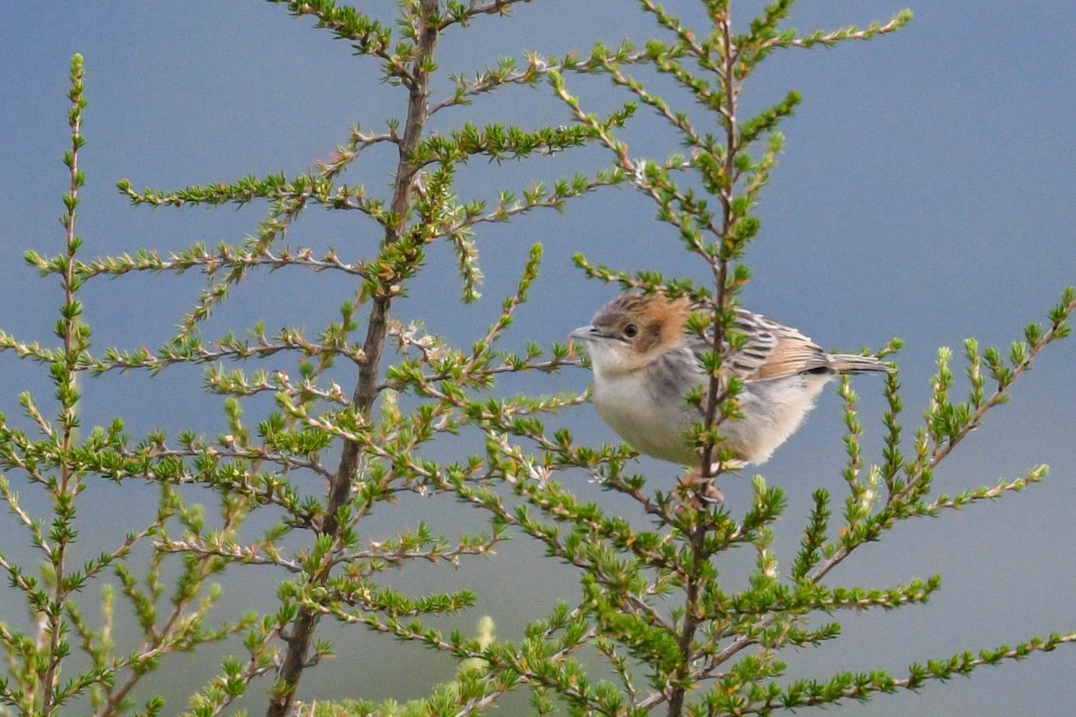 Aberdare Cisticola - ML253798771