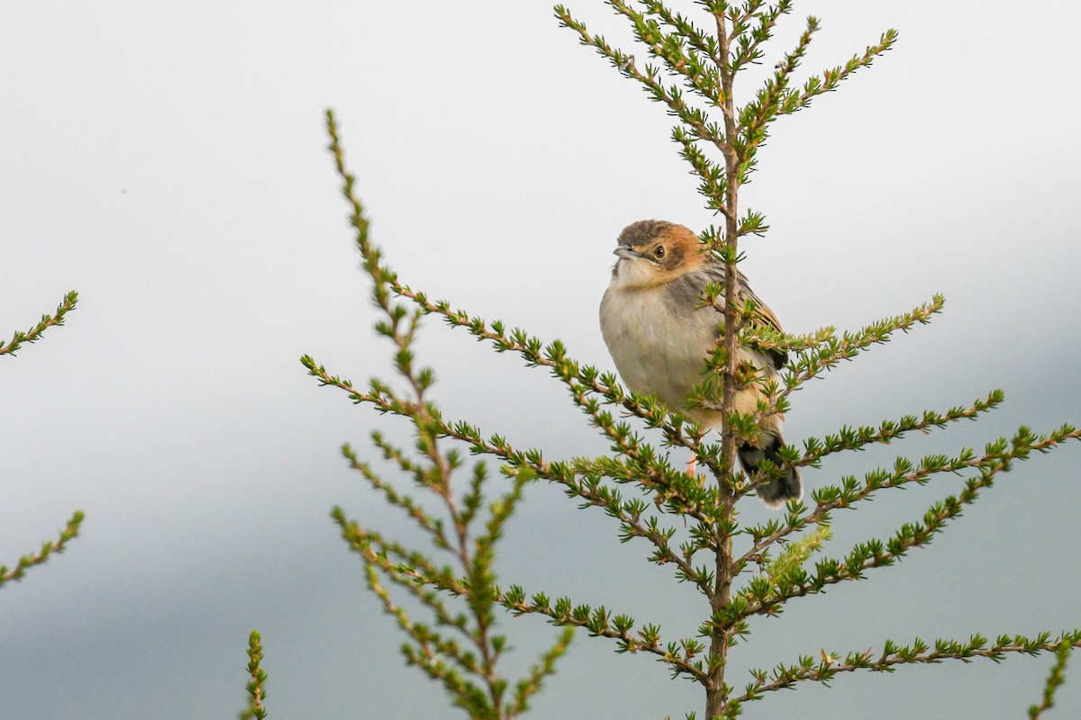 Aberdare Cisticola - ML253798841