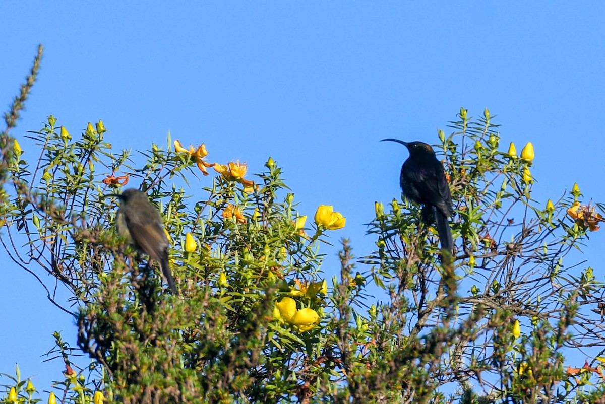 Bronzenektarvogel - ML253799391