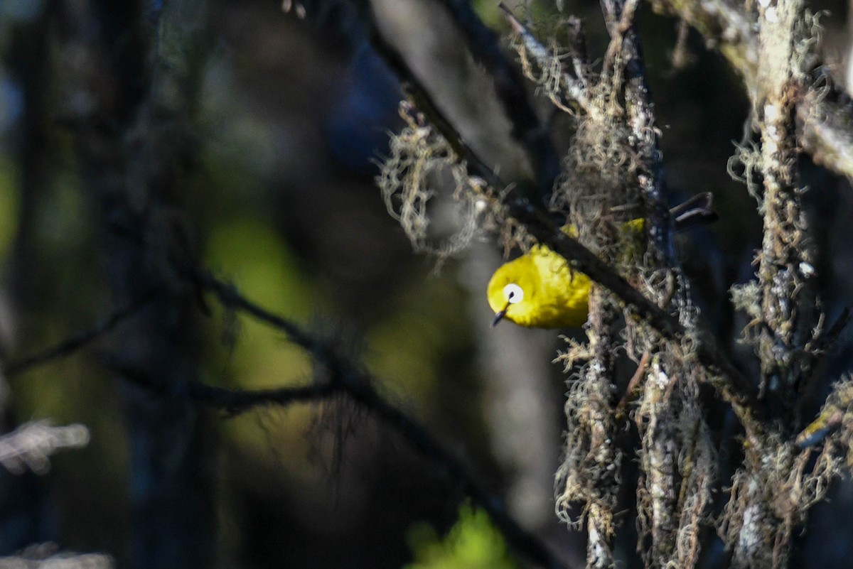 Kikuyu White-eye - ML253799401