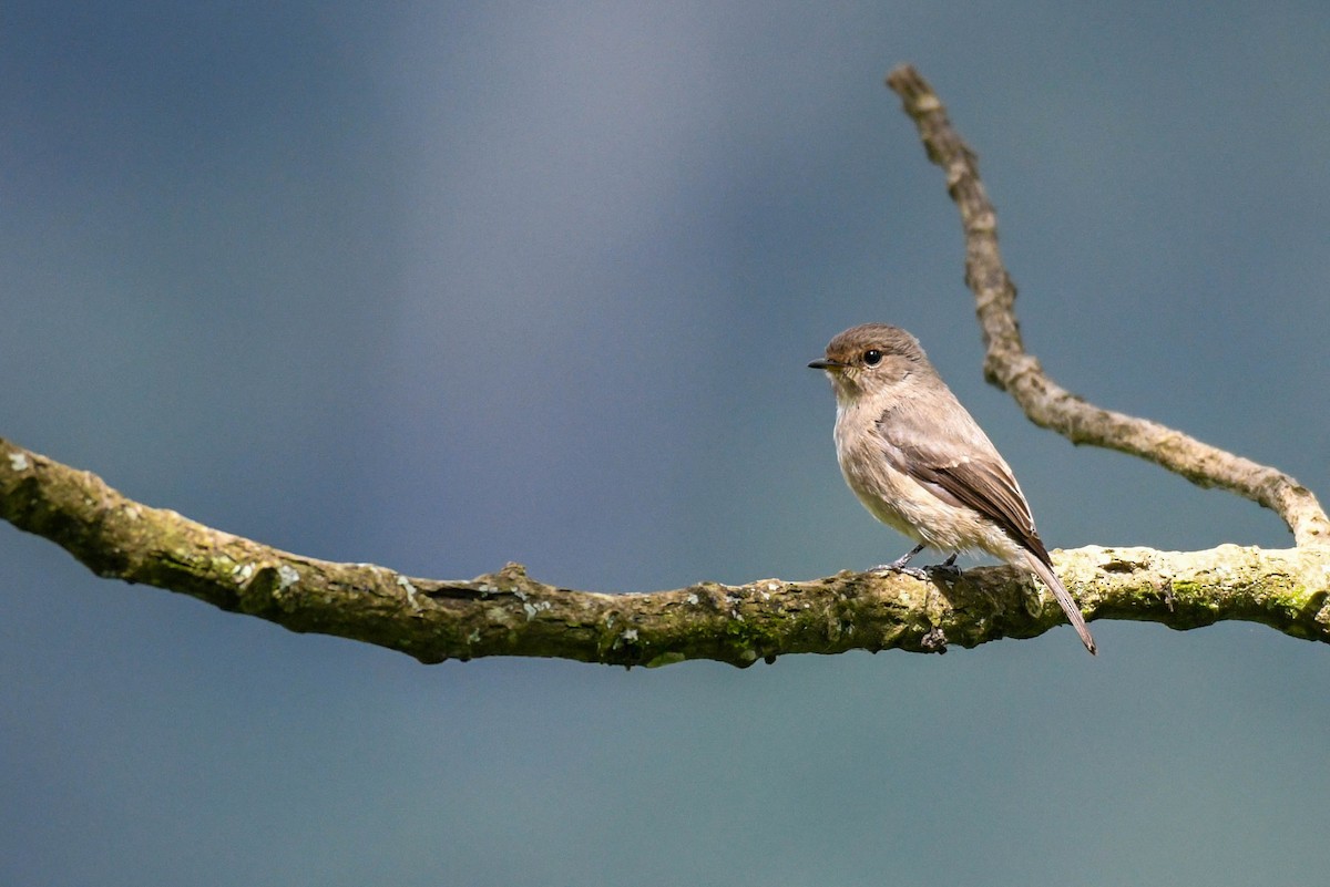 African Dusky Flycatcher - ML253799731