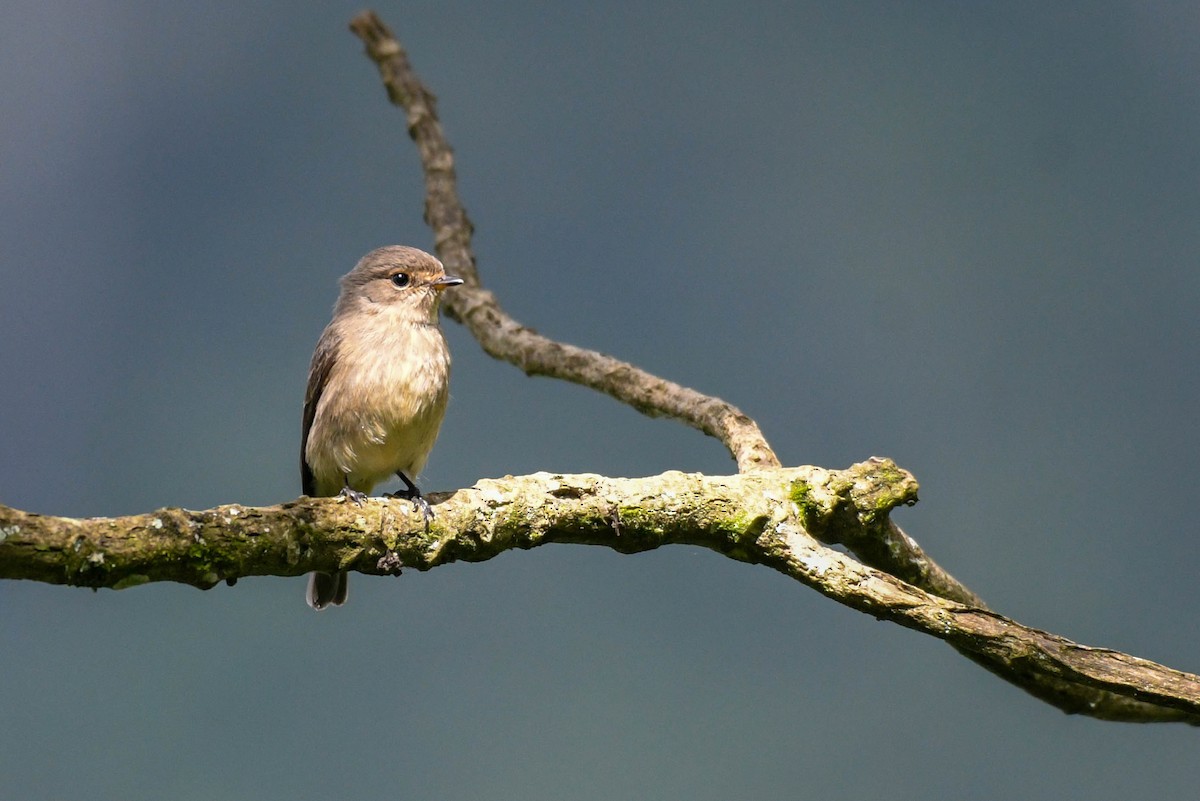 African Dusky Flycatcher - ML253799751