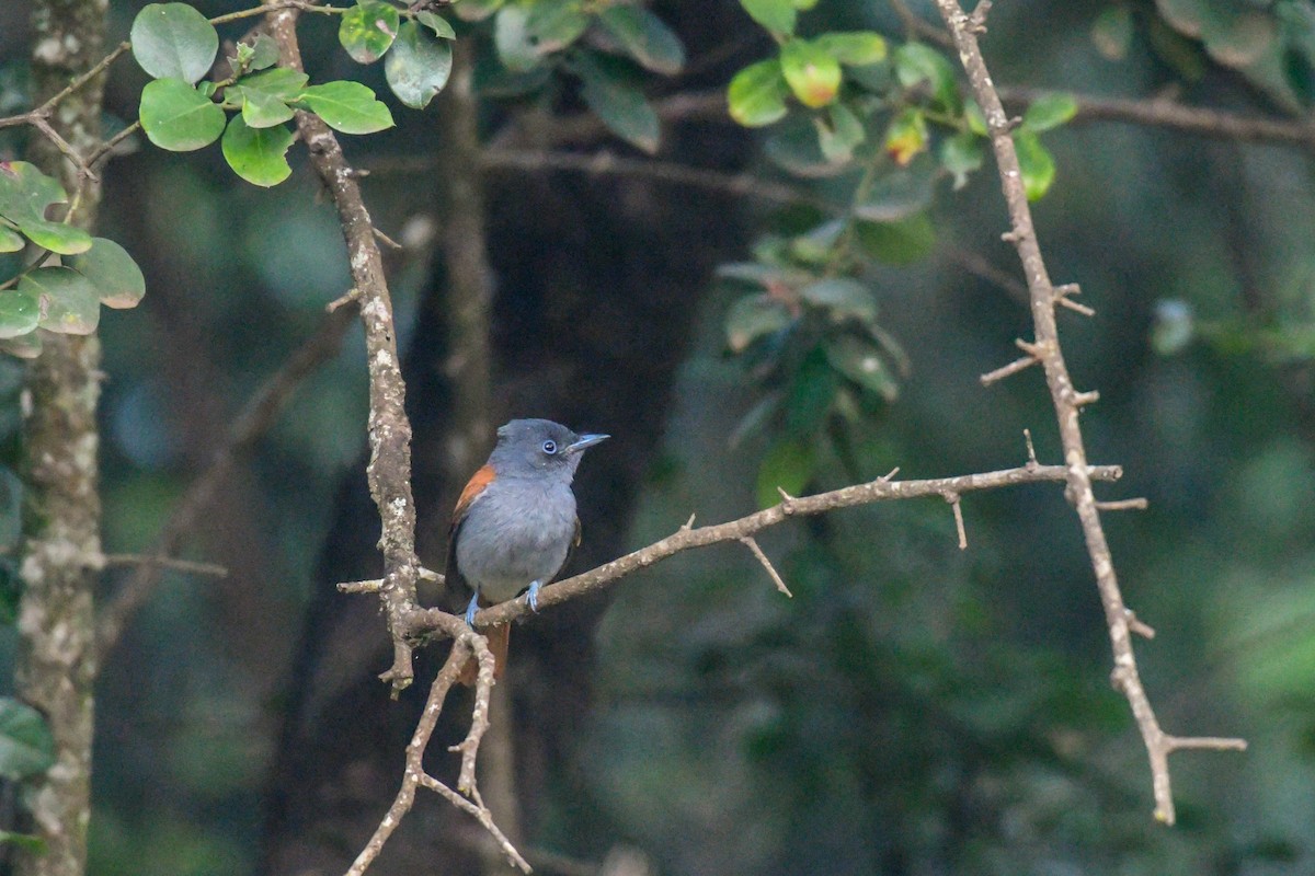 African Paradise-Flycatcher - ML253800571