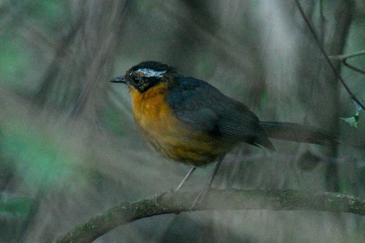 Rüppell's Robin-Chat - ML253800661