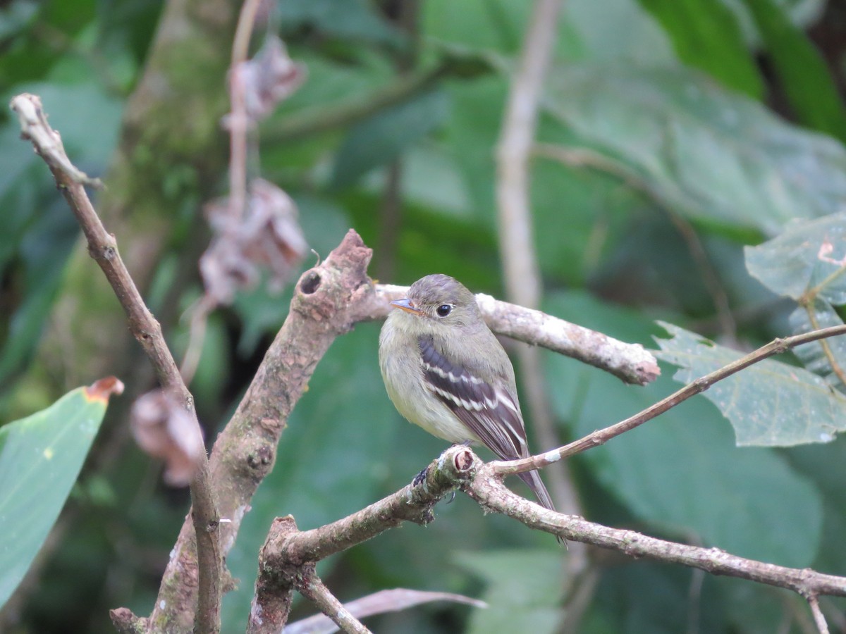 Yellow-bellied Flycatcher - Jessie Stuebner