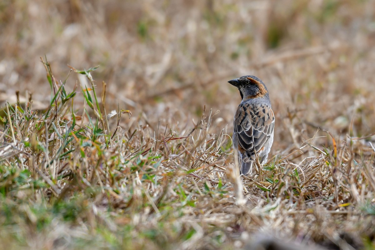 Kenya Rufous Sparrow - Raphaël Nussbaumer