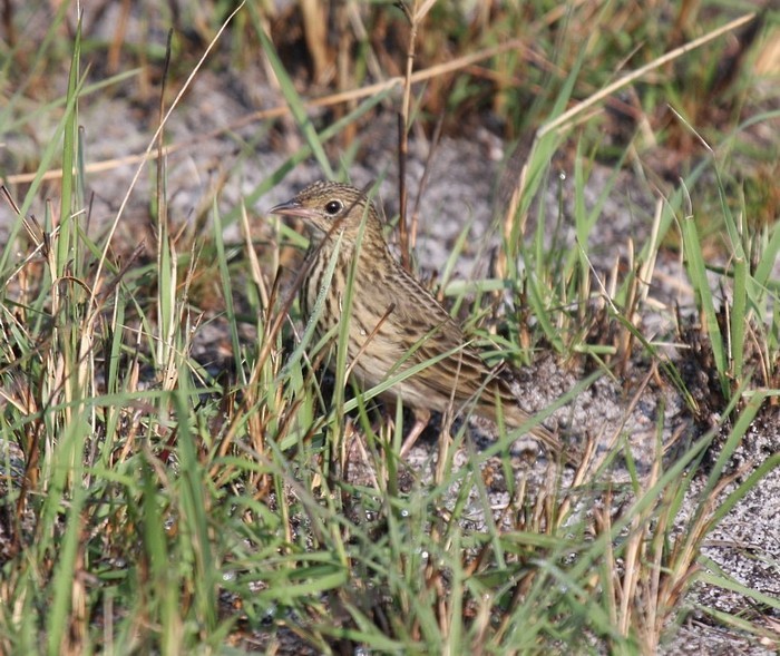 Short-tailed Pipit - Niall D Perrins