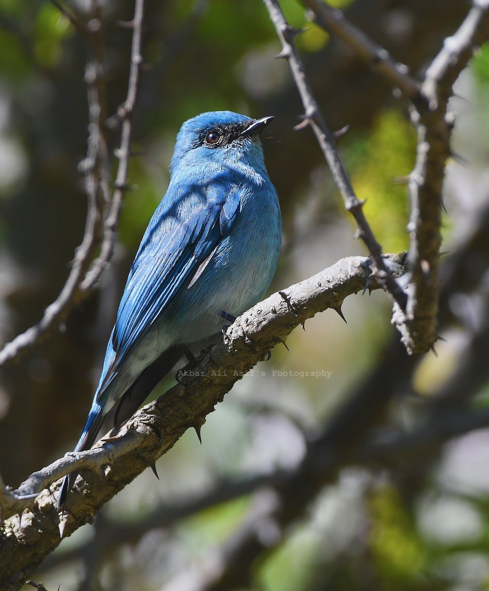 Verditer Flycatcher - AKBAR ALI ASIF