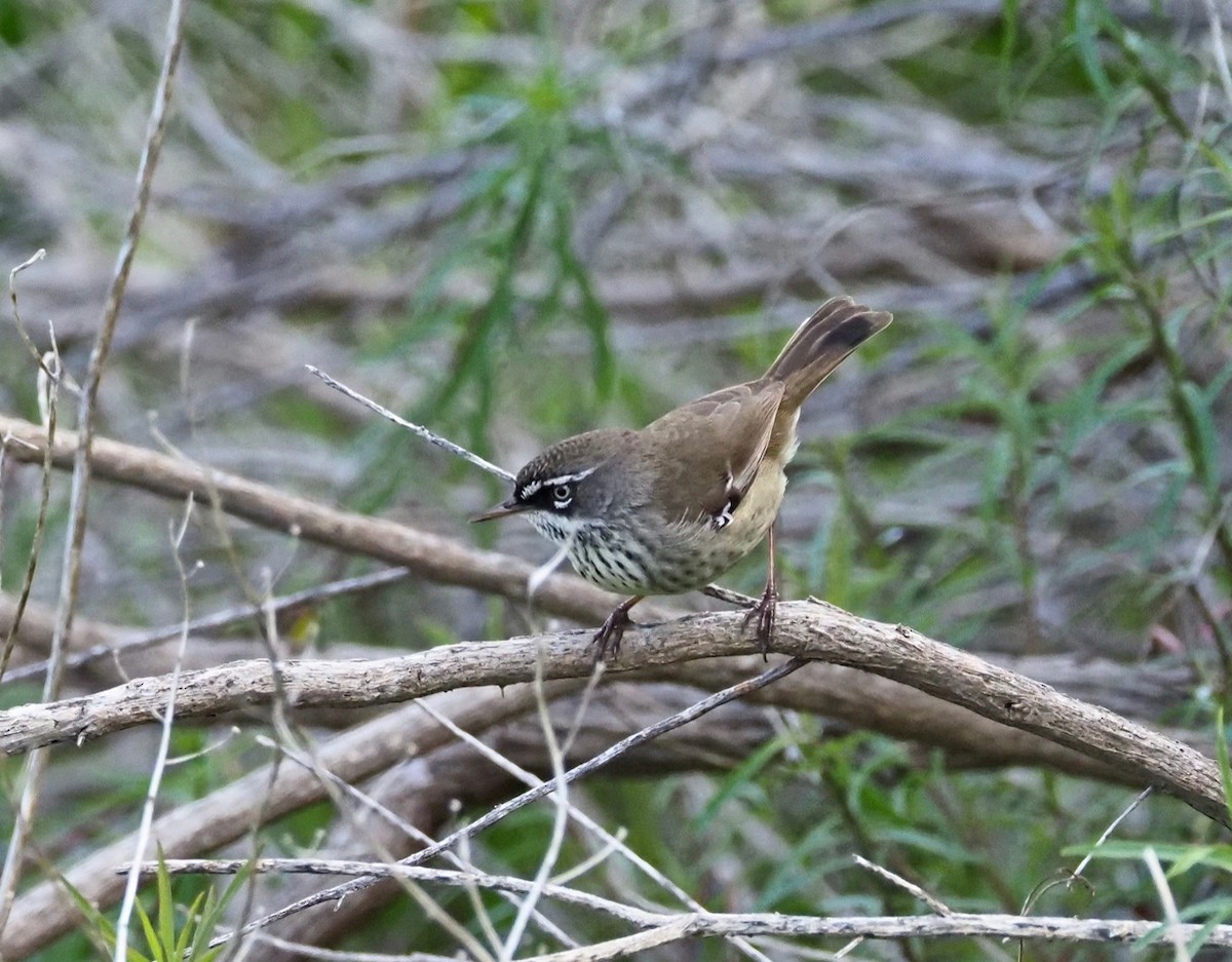 Spotted Scrubwren - ML253806281