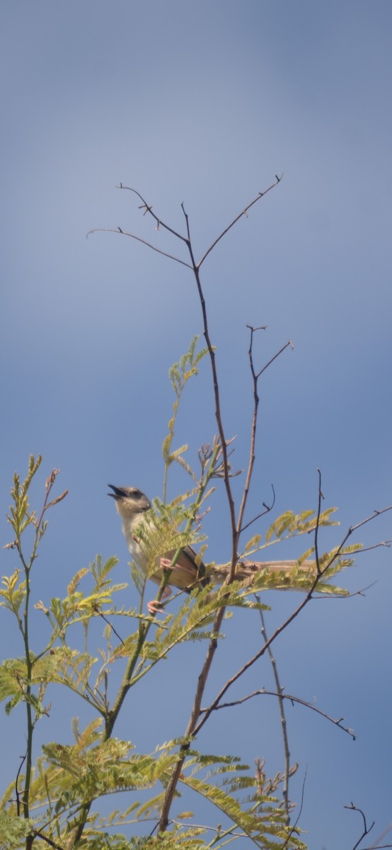 Burmese Prinia - ML253806401