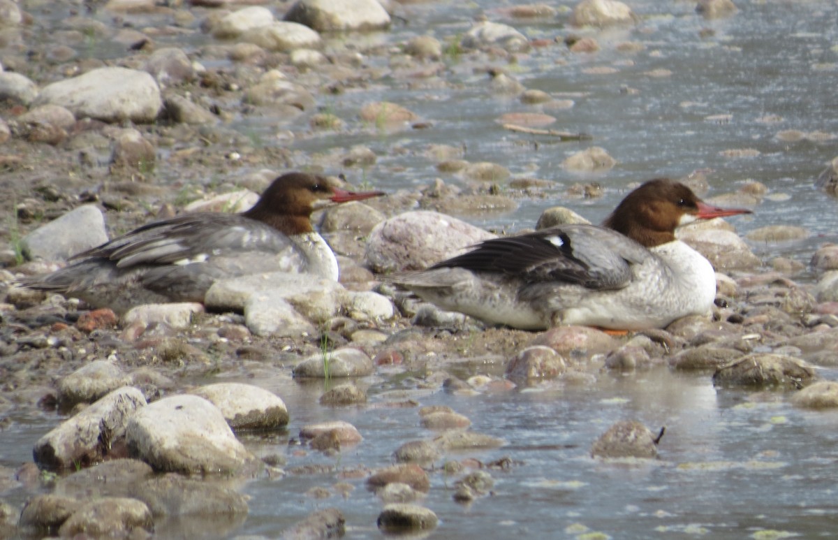 Common Merganser - Darrel Wilder