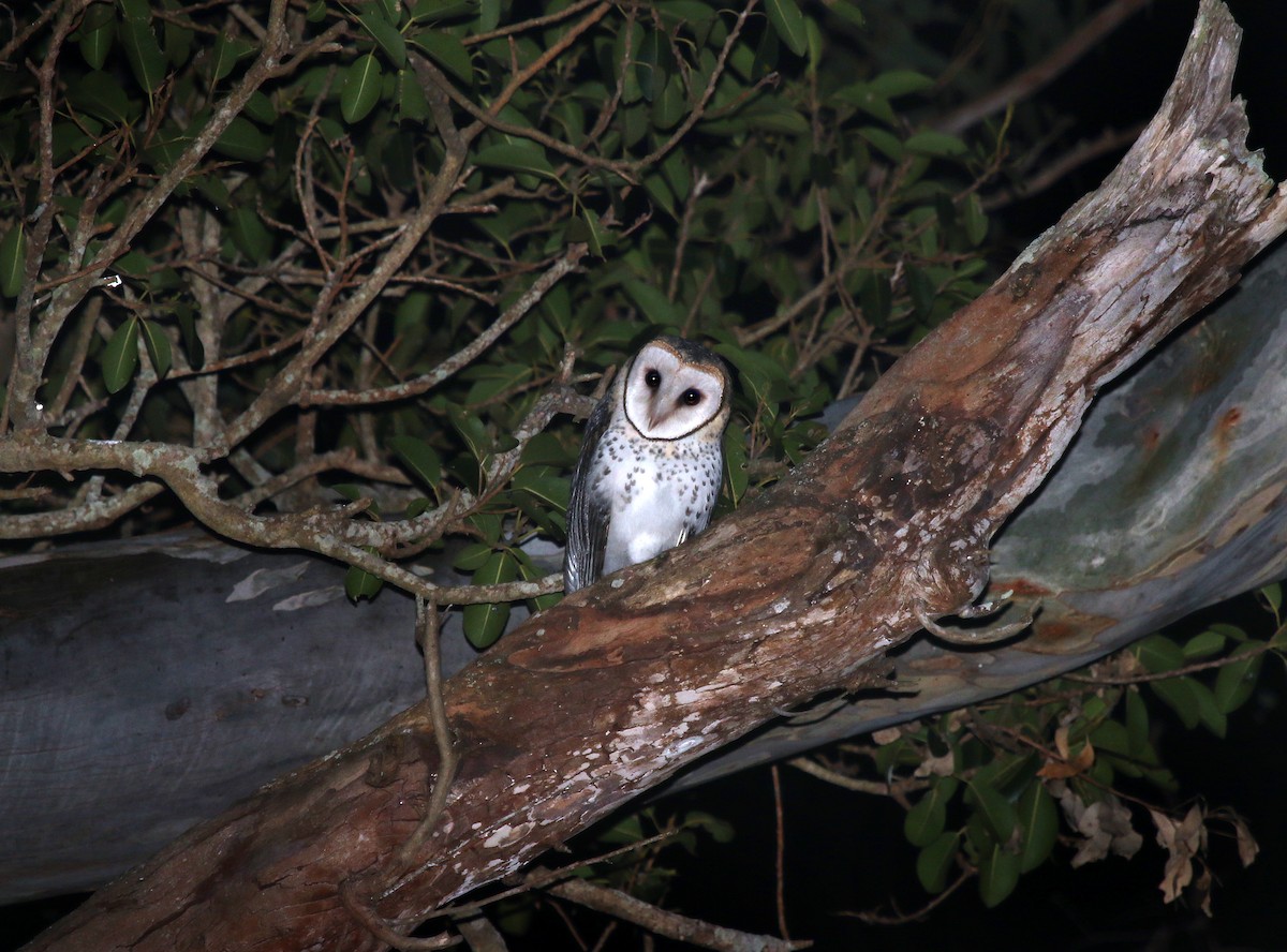 Australian Masked-Owl - ML253808541