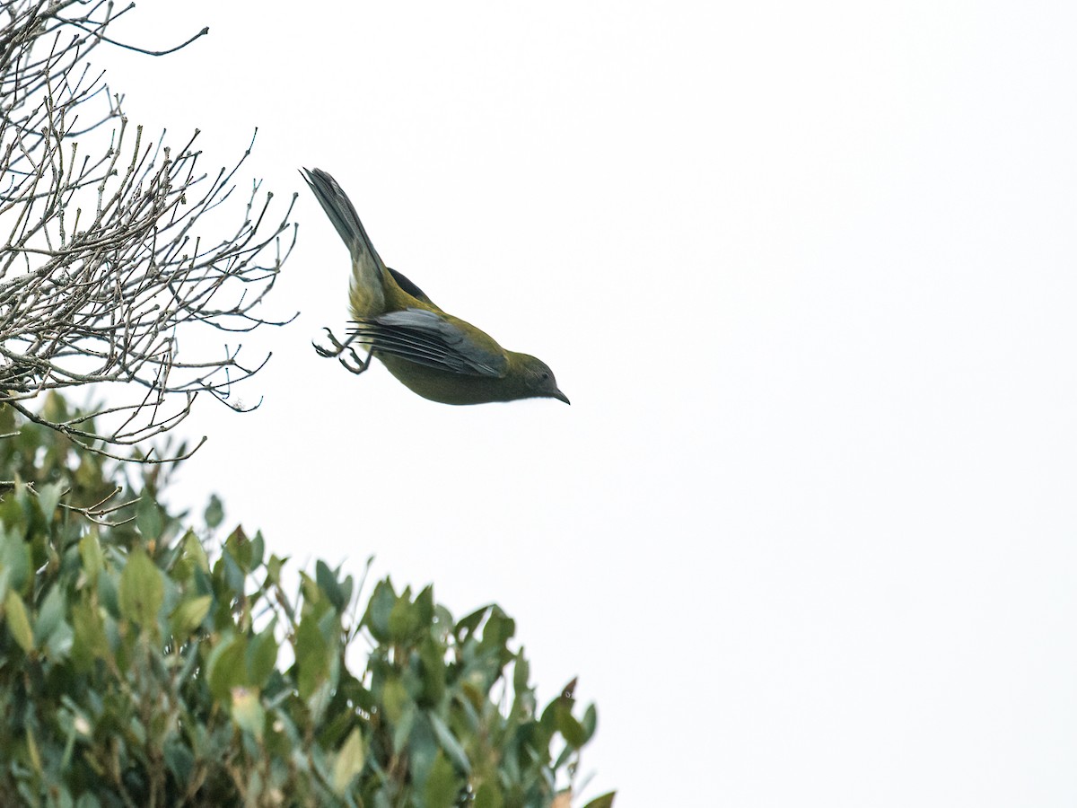 Gray-winged Cotinga - Nick Athanas