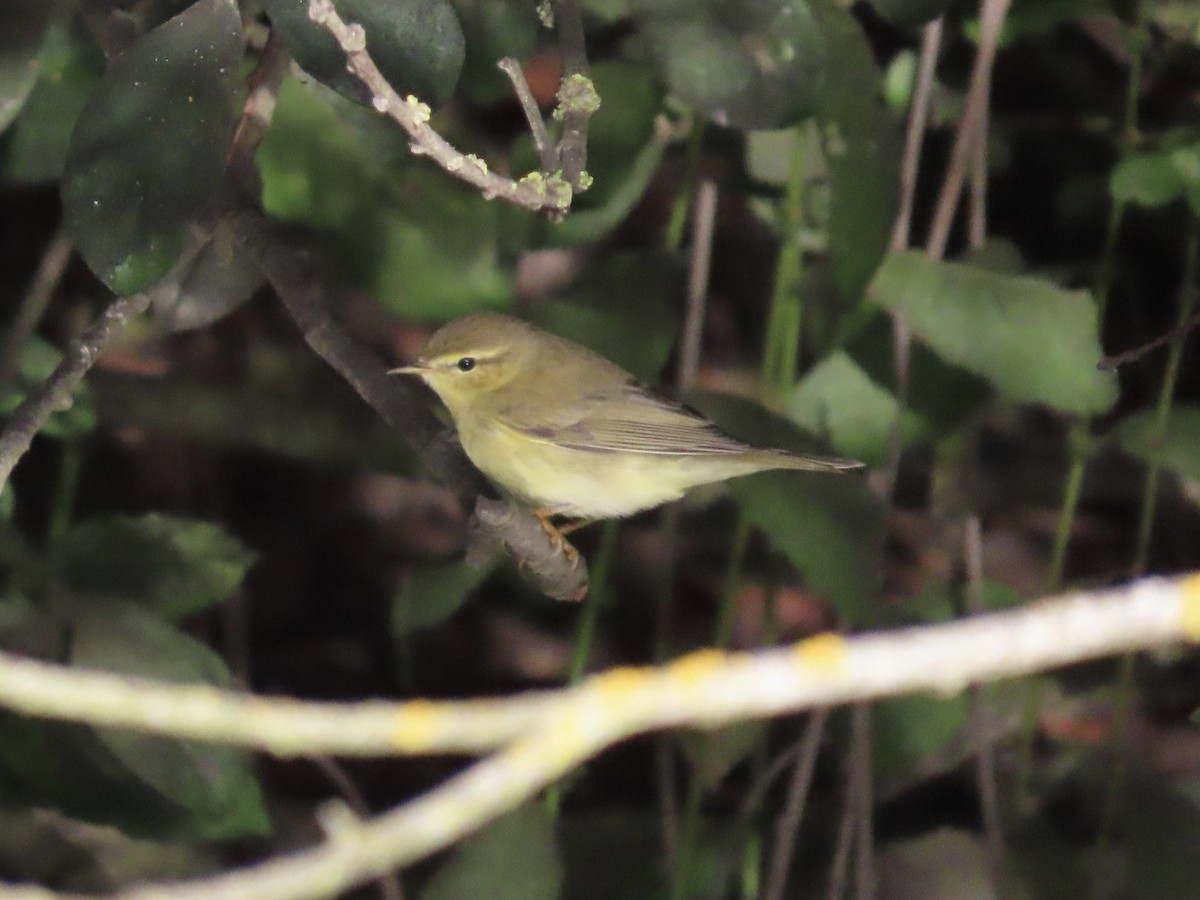 Willow Warbler - David Campbell