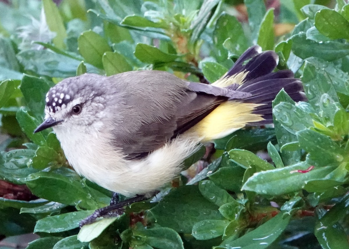 Yellow-rumped Thornbill - Homer Ford