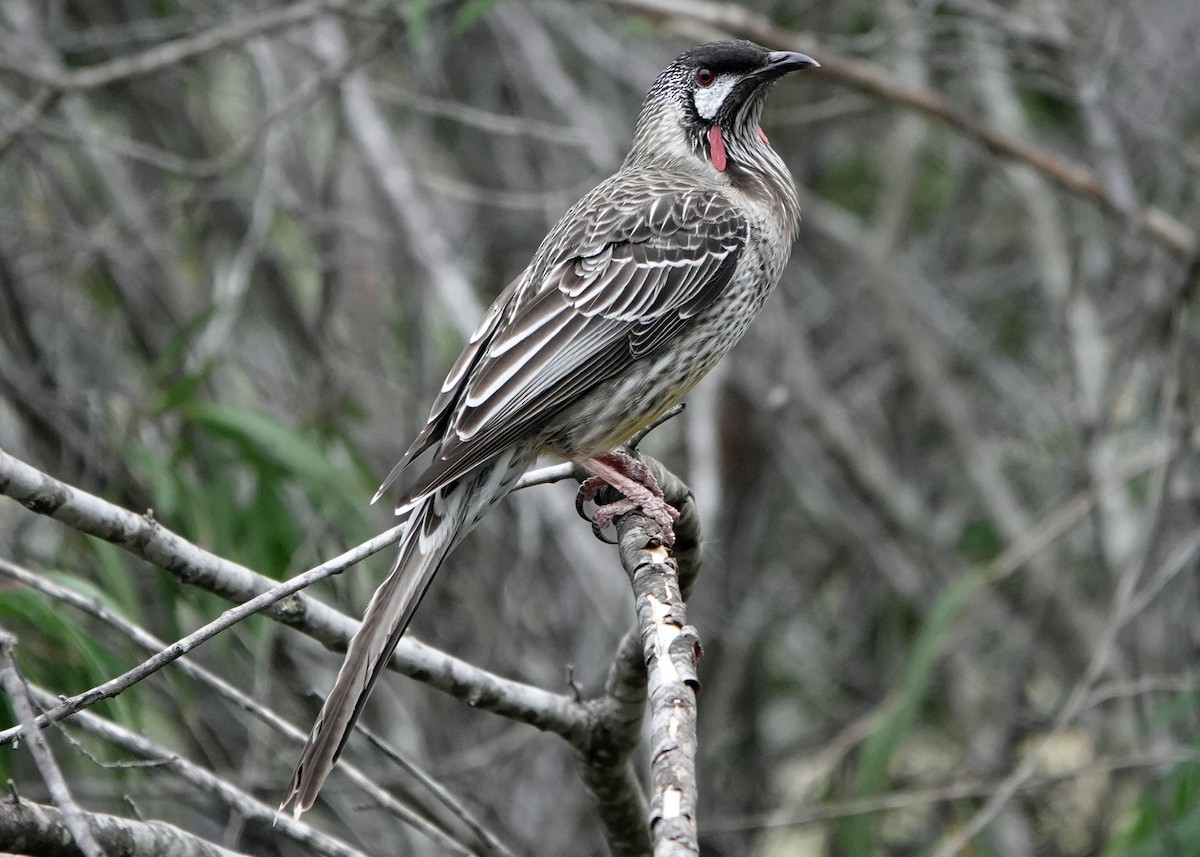 Red Wattlebird - ML253812351