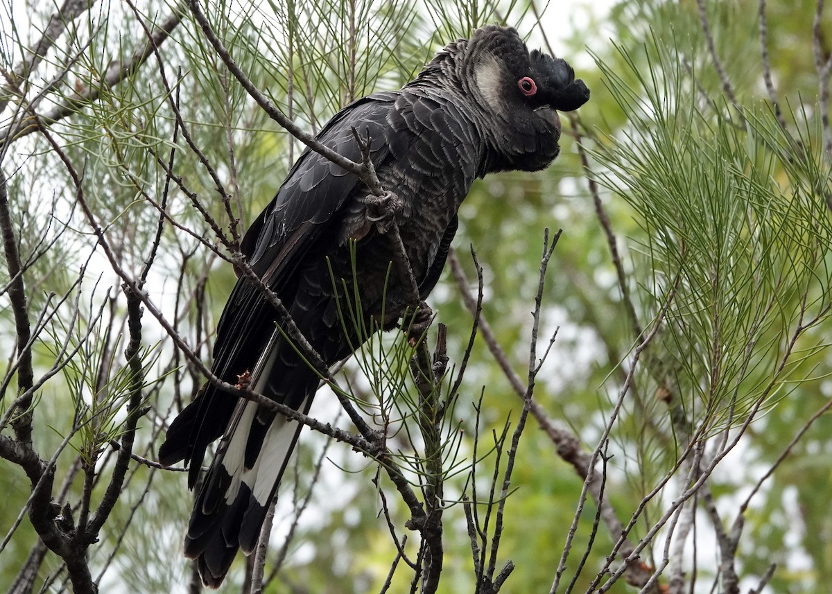 Carnaby's Black-Cockatoo - ML253812401