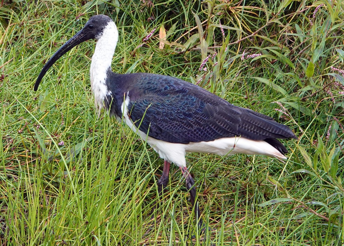 Straw-necked Ibis - ML253812461