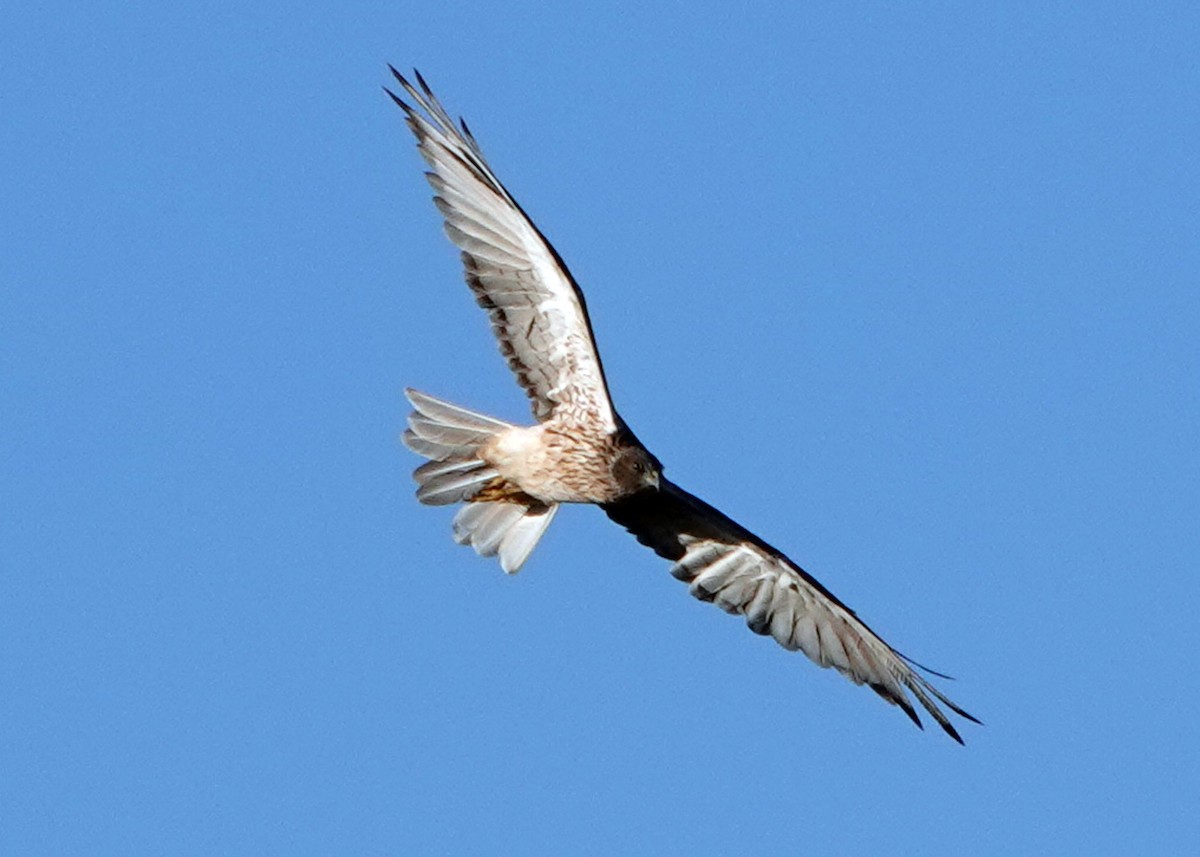 Swamp Harrier - Homer Ford