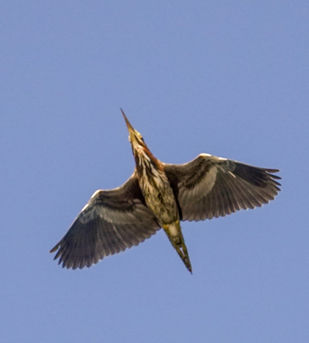 Green Heron - ML253813171