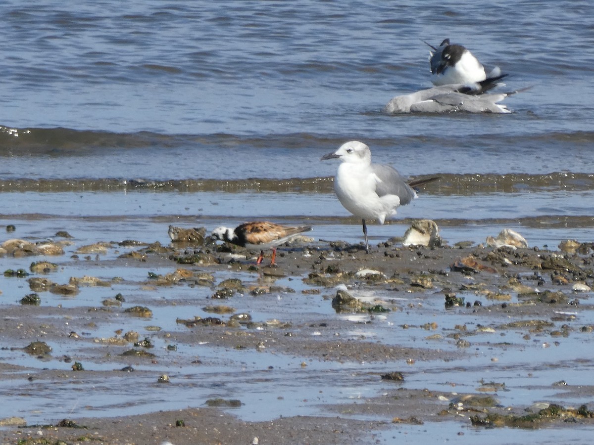 Алаг хайргач - ML253813711