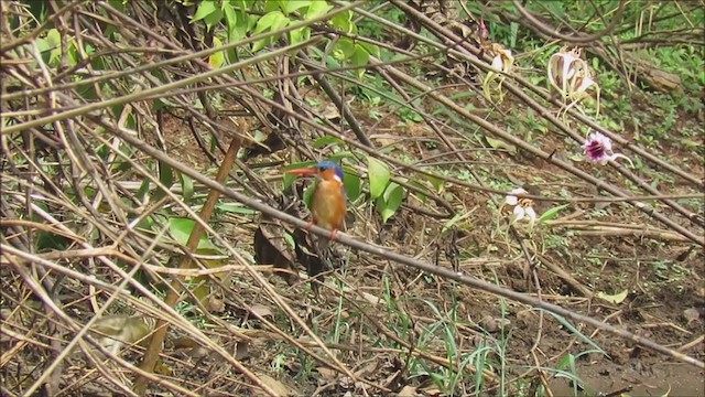 Malachite Kingfisher - ML253813761