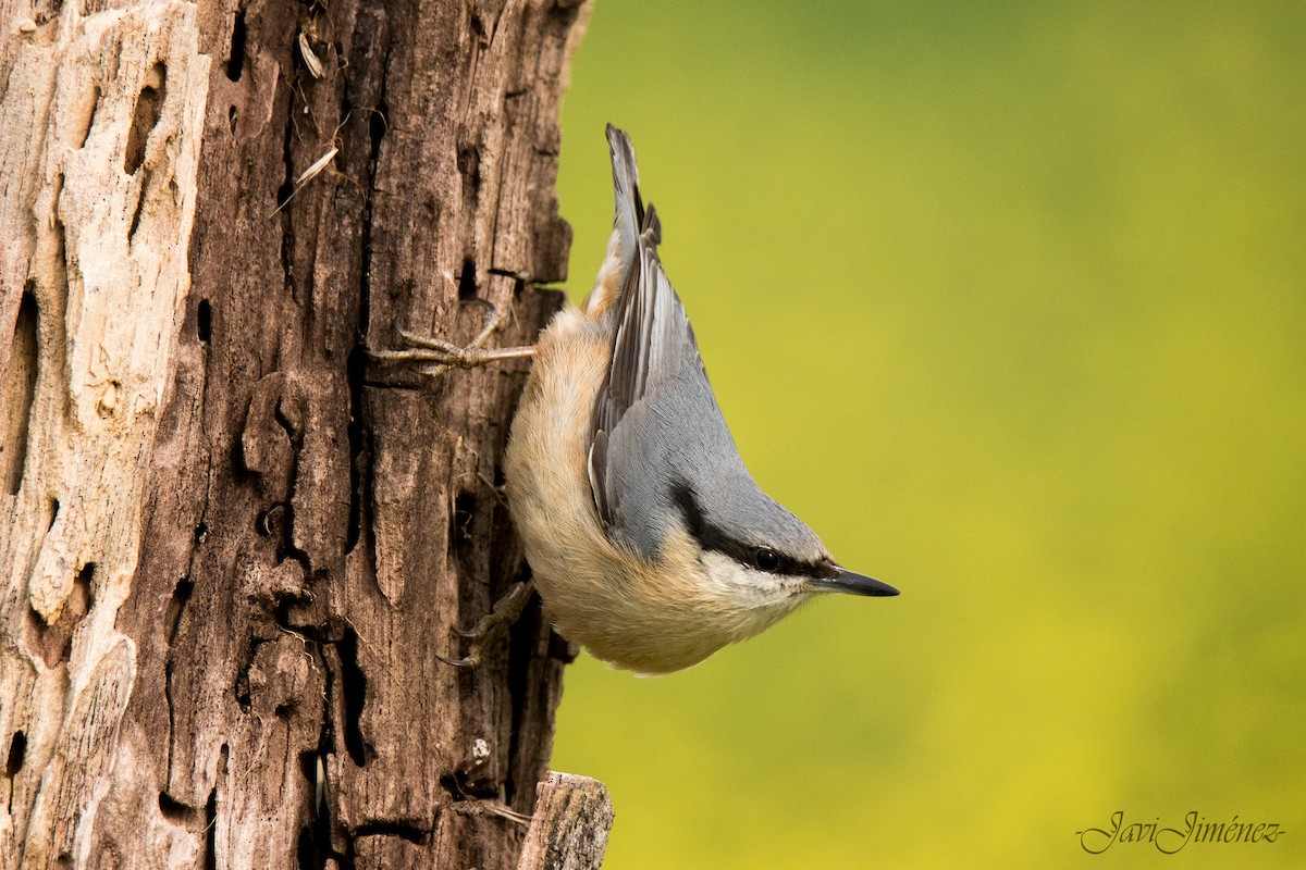 Eurasian Nuthatch - ML253813891