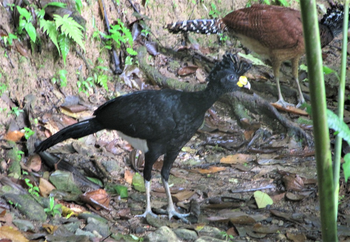 Great Curassow - ML253815461