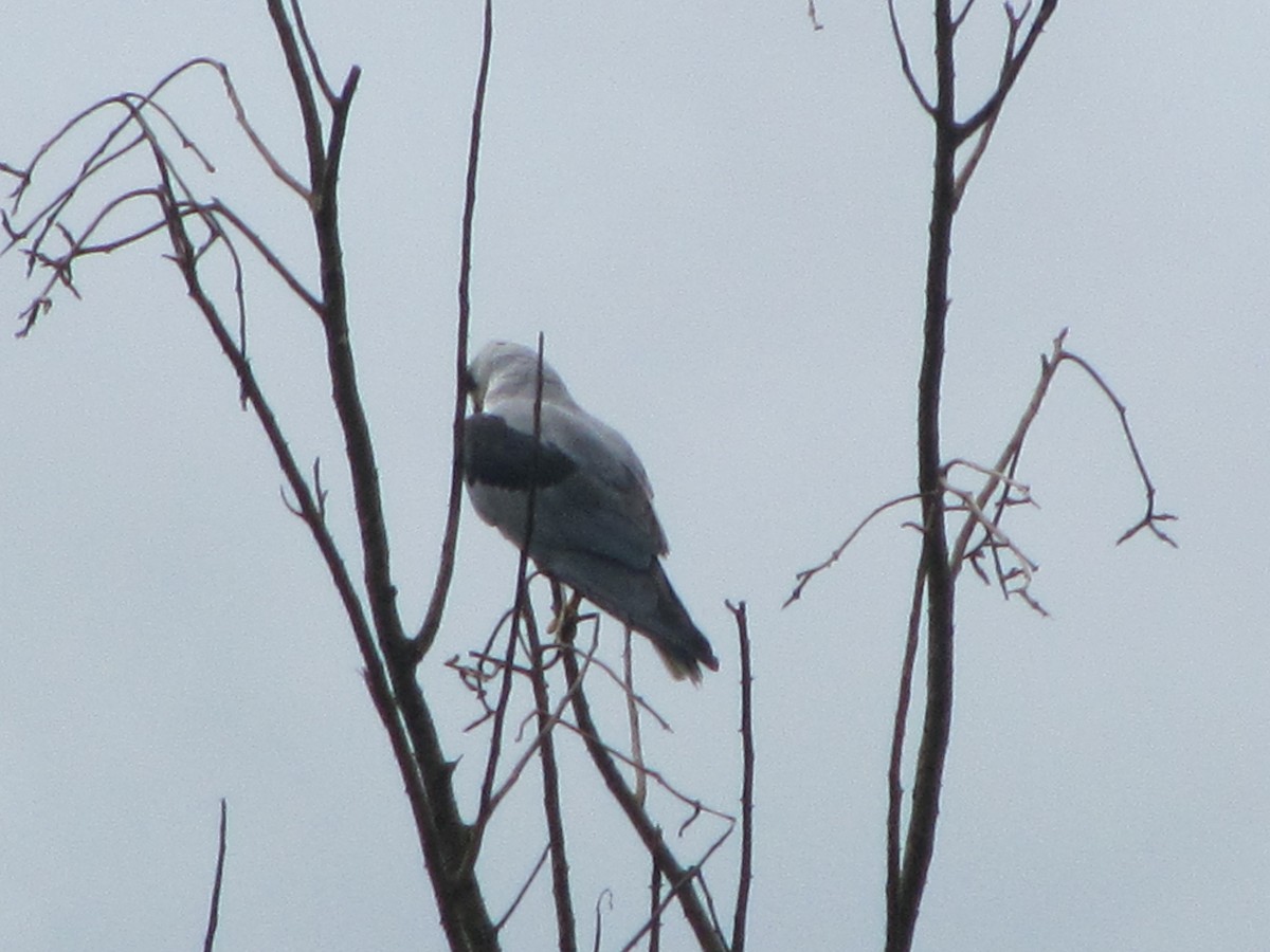 White-tailed Kite - ML253815651