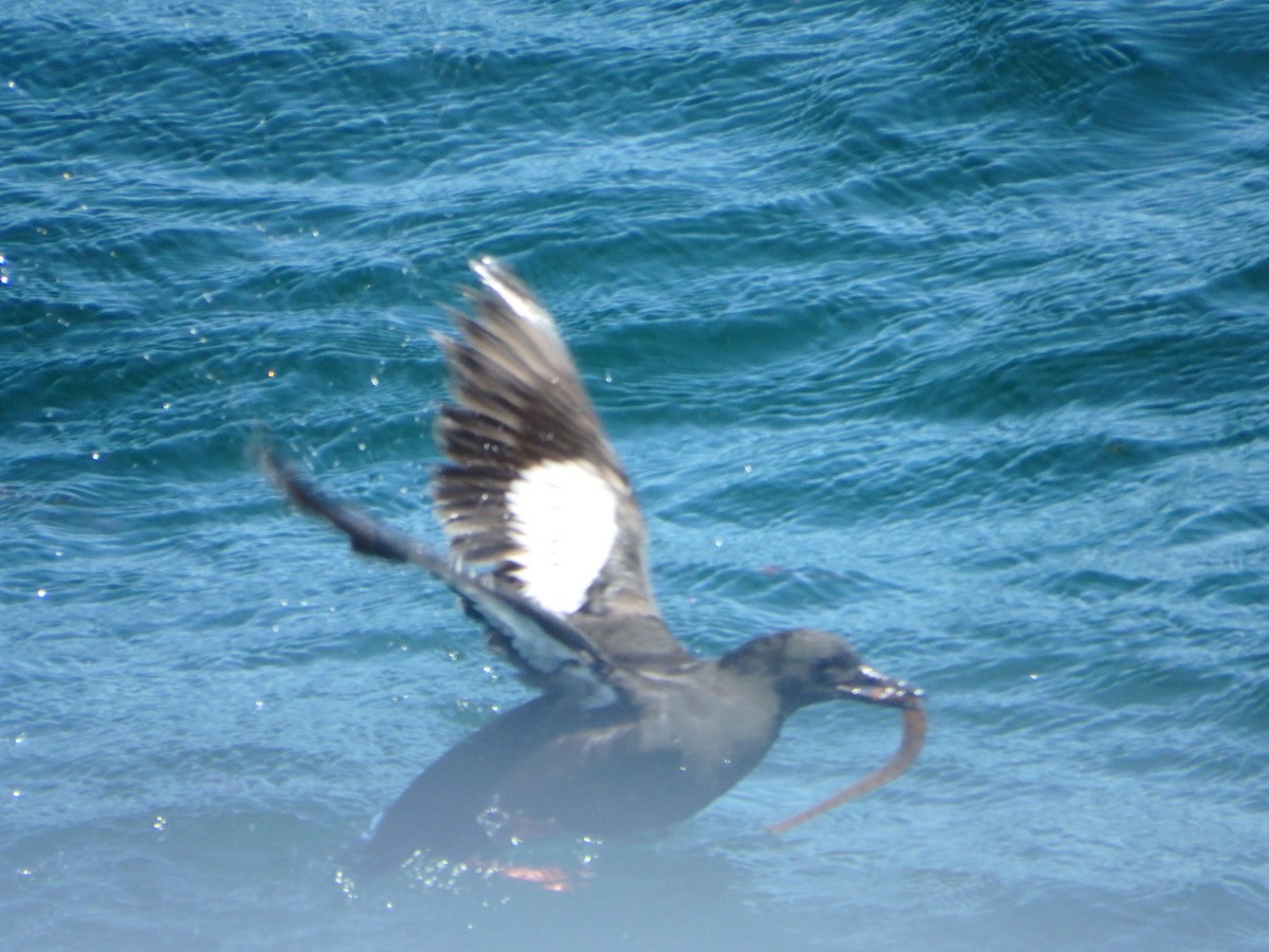 Black Guillemot - ML253815801