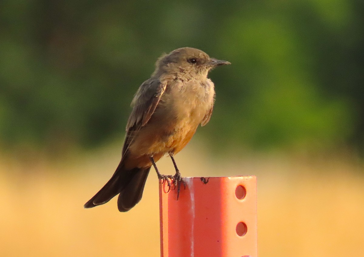 Say's Phoebe - Ted Floyd