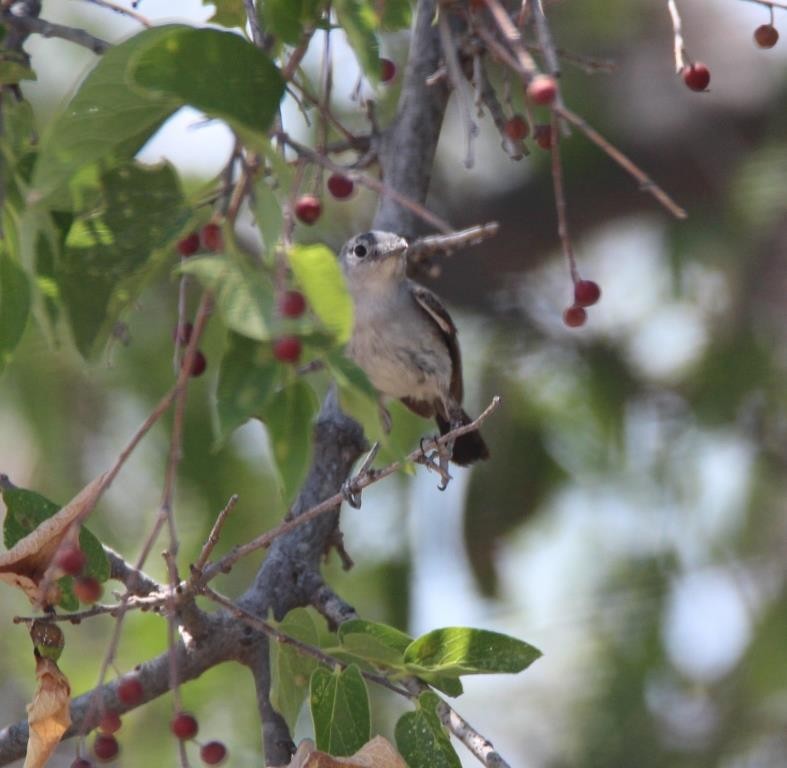 Black-tailed Gnatcatcher - ML253823131