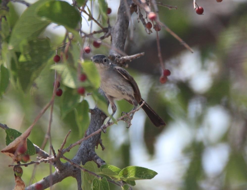 Black-tailed Gnatcatcher - Christopher Pipes