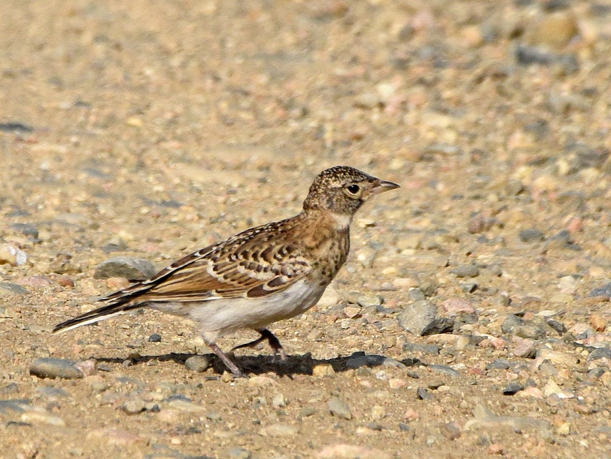 Horned Lark - Steven Mlodinow