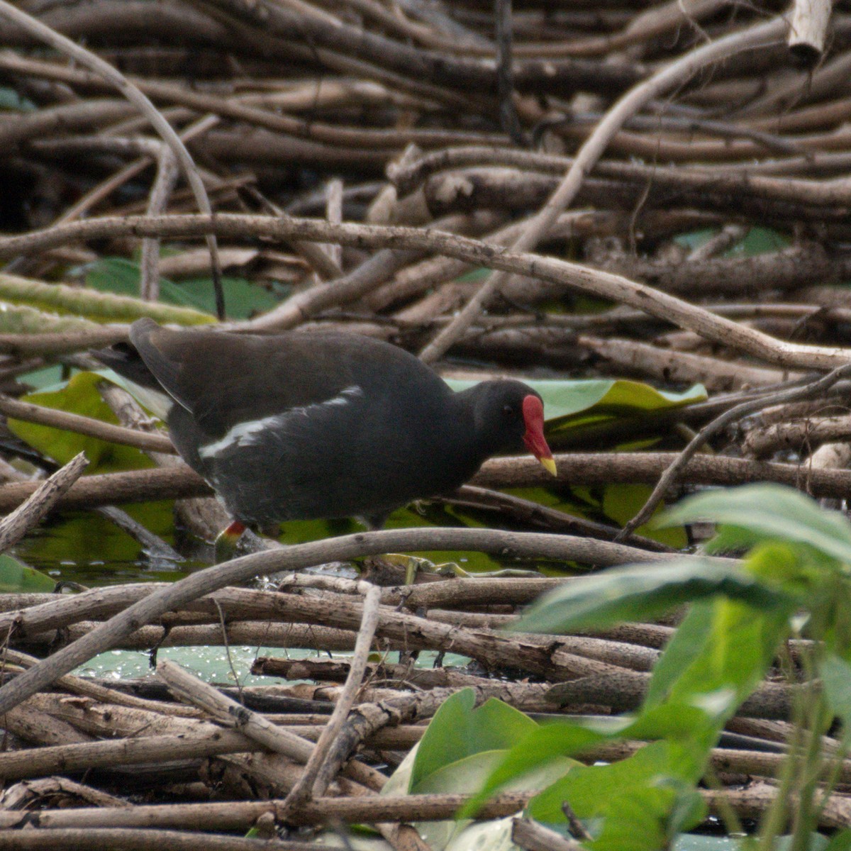 Eurasian Moorhen - ML253823421