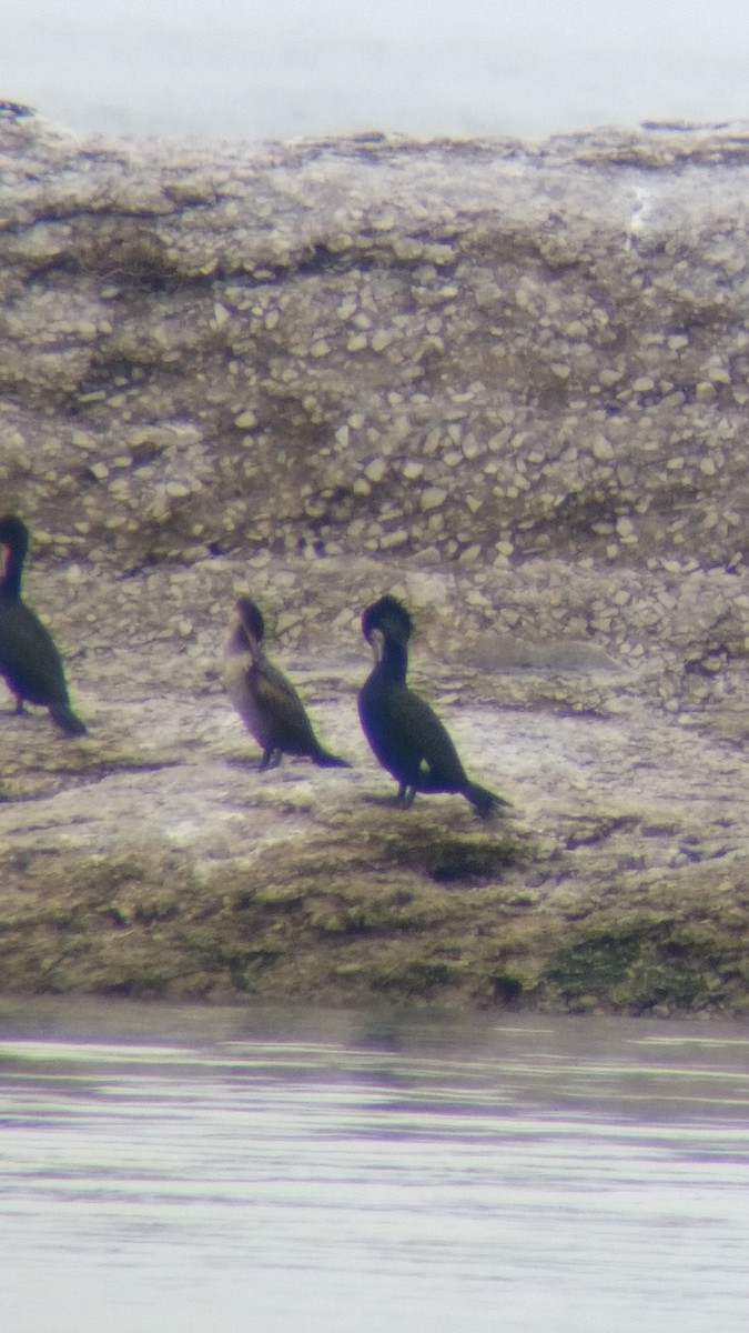 Great Cormorant - ML25382551