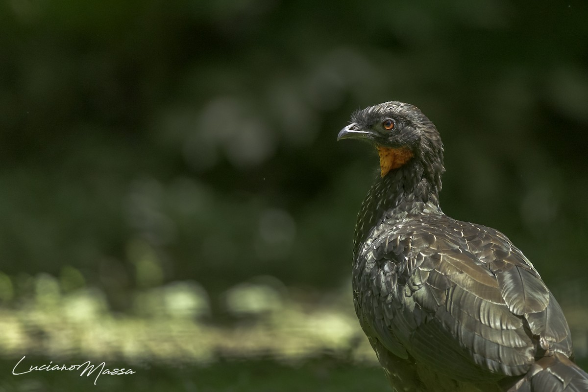 Dusky-legged Guan - ML253827281