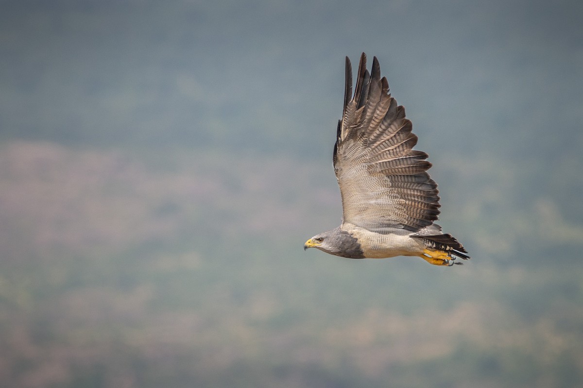 Black-chested Buzzard-Eagle - Luciano Massa