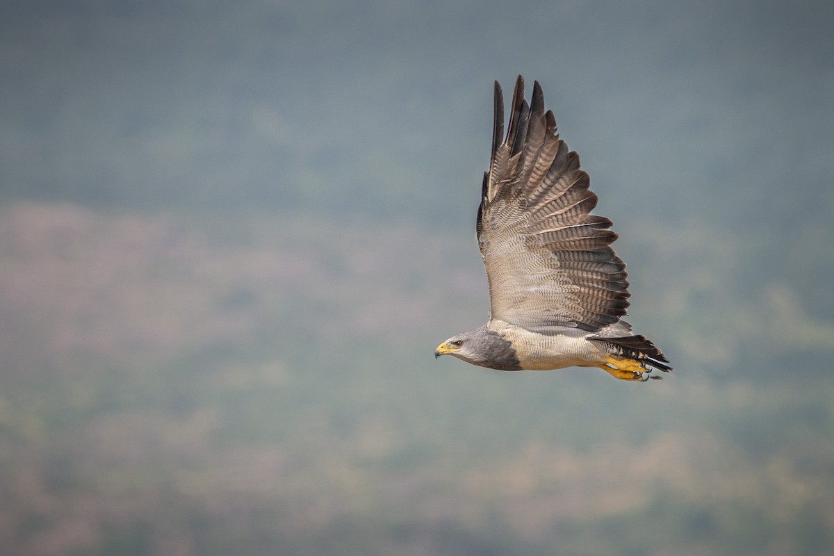 Black-chested Buzzard-Eagle - ML253827331