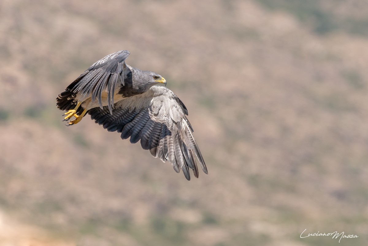 Black-chested Buzzard-Eagle - ML253827401