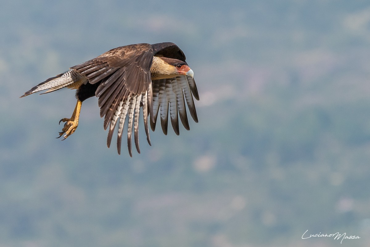 Crested Caracara (Southern) - ML253827491