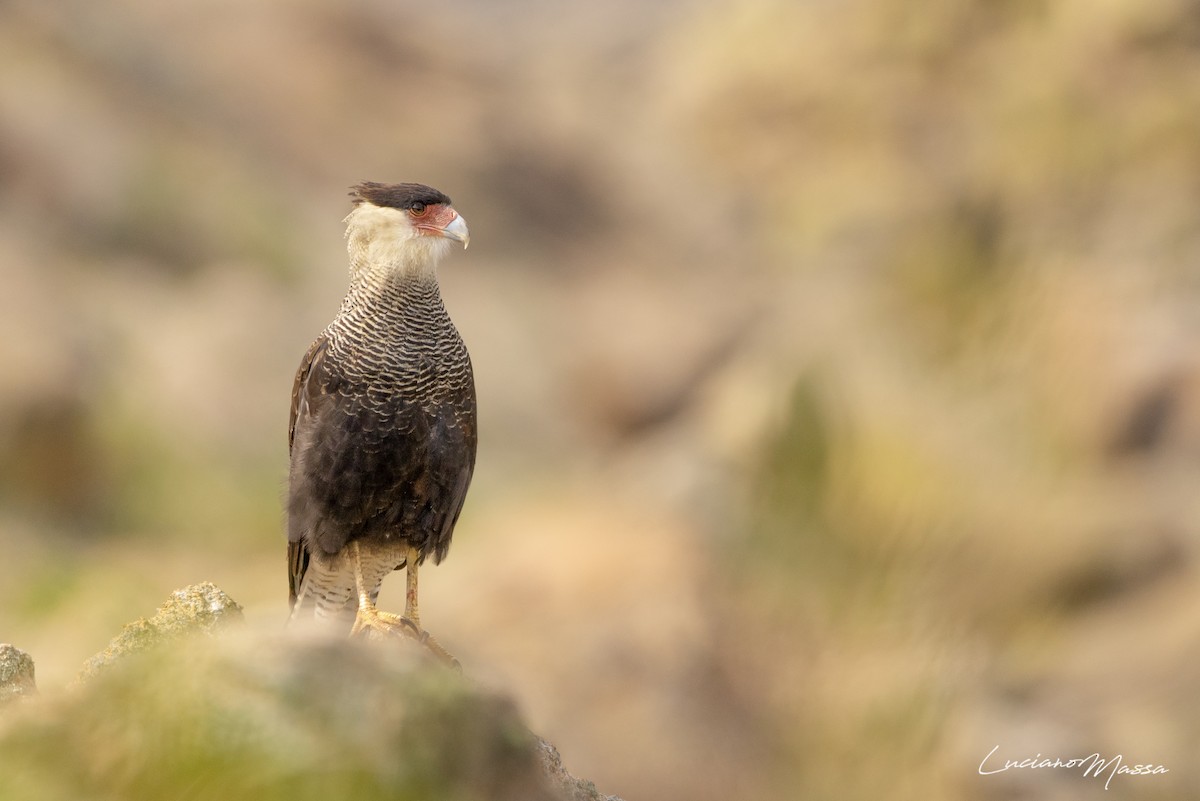 Crested Caracara (Southern) - ML253827541