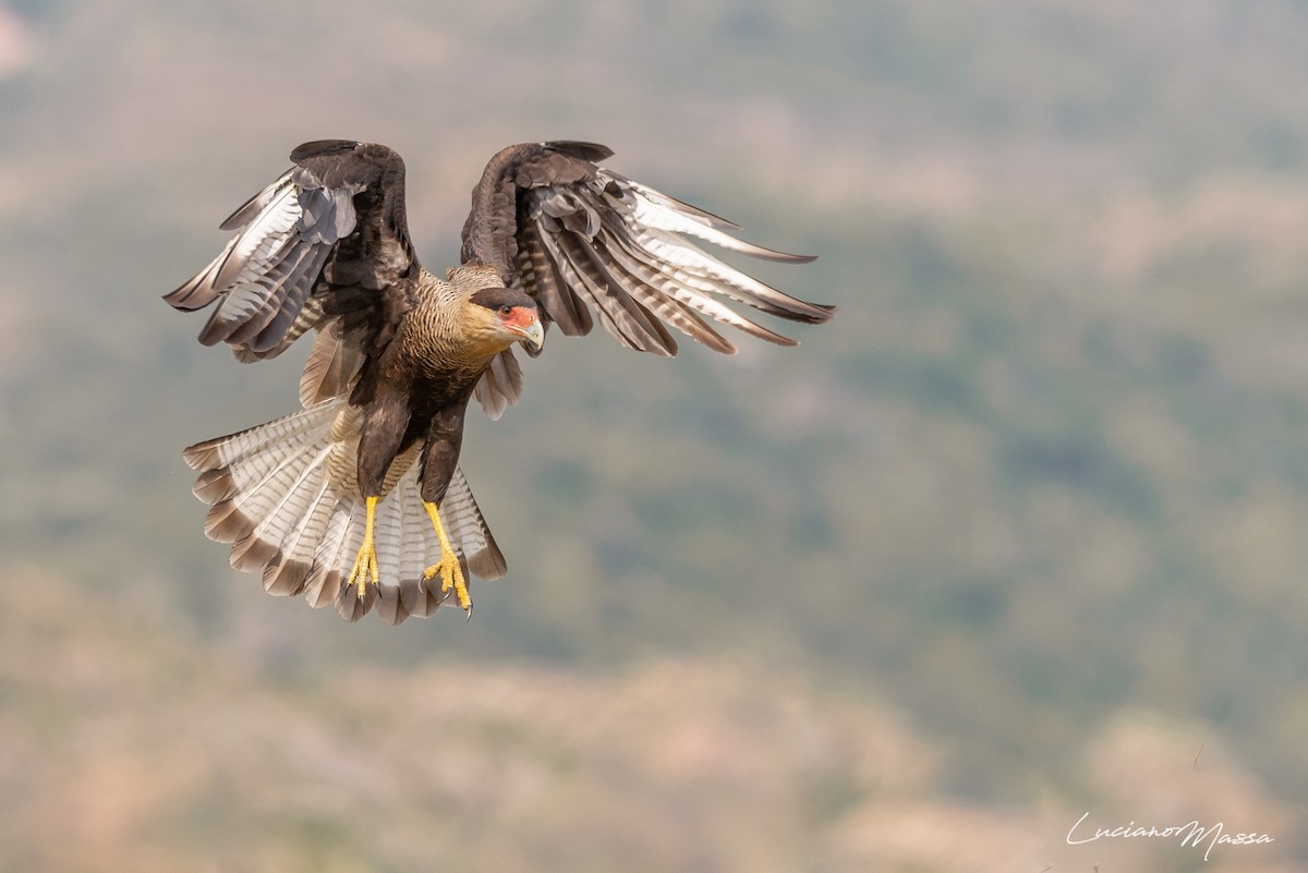 Crested Caracara (Southern) - ML253827561