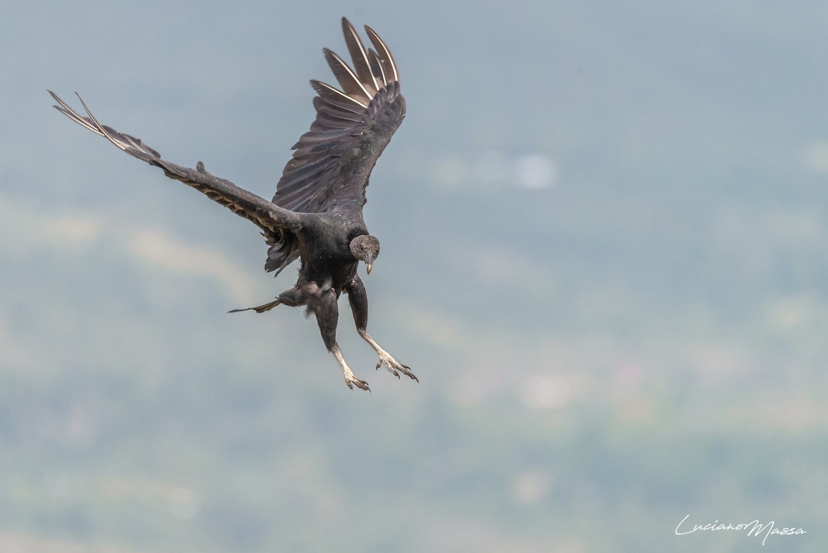 Black Vulture - Luciano Massa