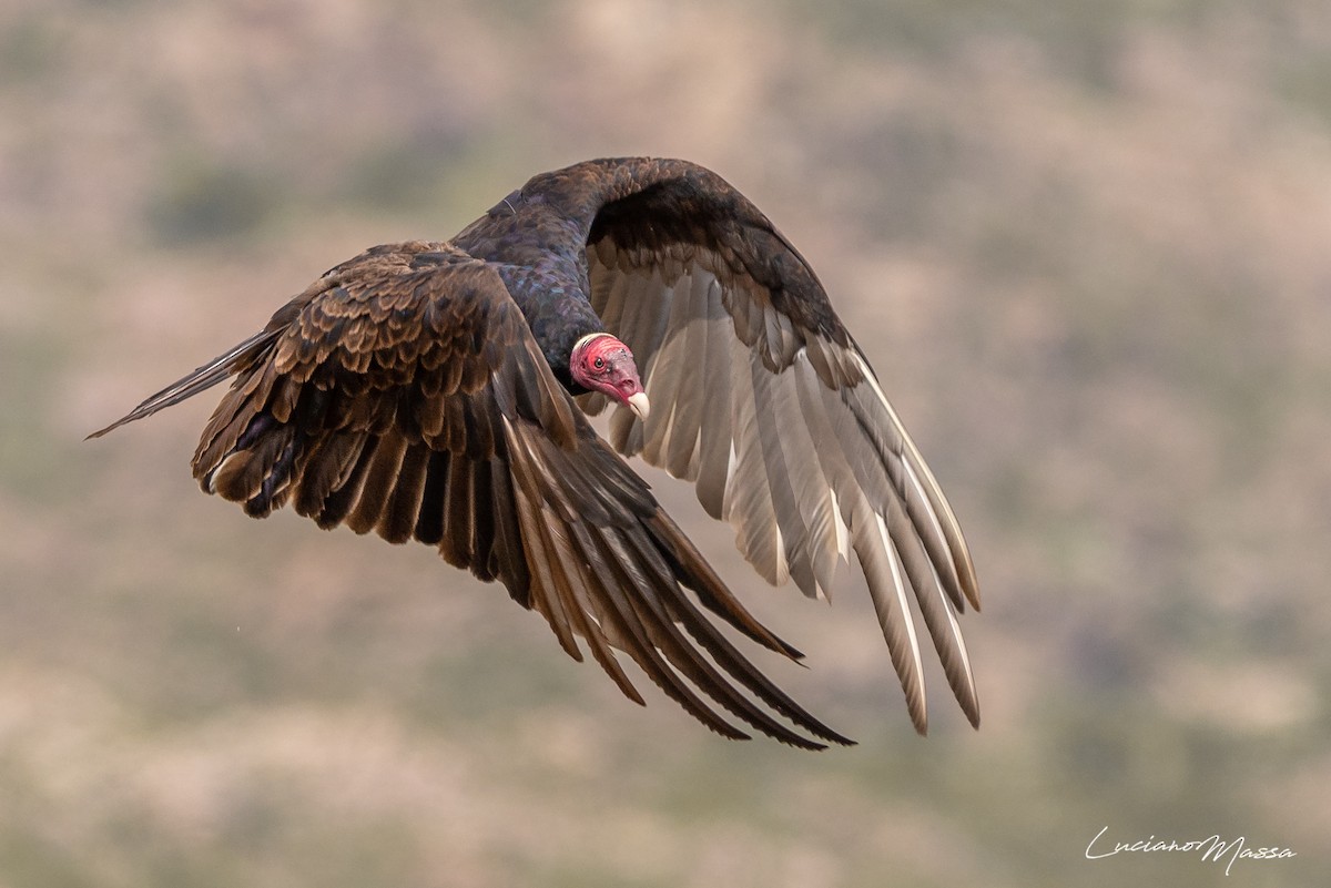 Turkey Vulture - ML253827751