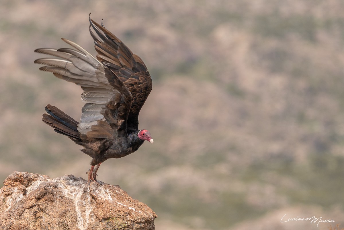 Turkey Vulture - ML253827771