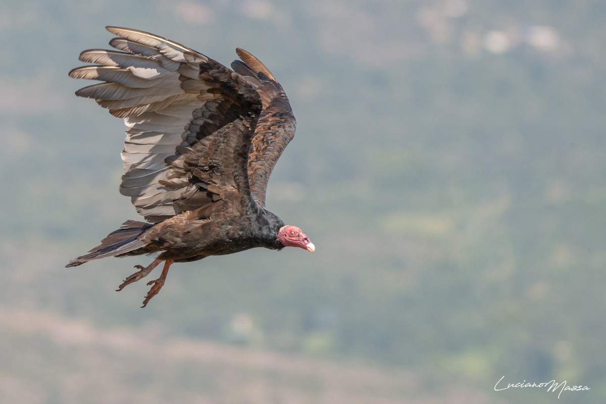 Turkey Vulture - ML253827791