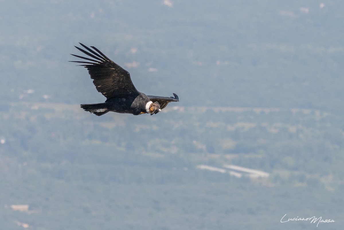 Condor des Andes - ML253827831